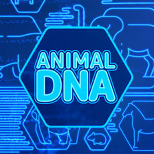 Animal DNA